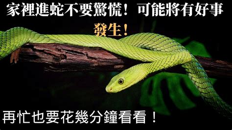 家裡發現蛇|家裡出現蛇：代表什麼，該如何應對？